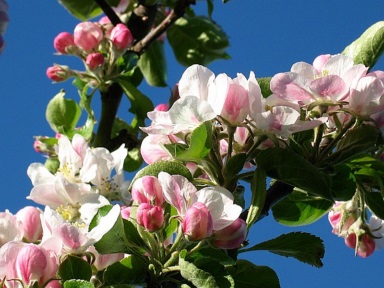 Fleurs de pommier en normandie