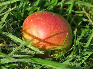 Pomme couchée dans l'herbe à la rosée du matin