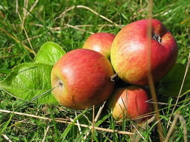Pommes dans l'herbe de Normandie