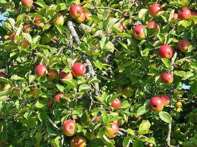 Pommes sur leurs branches