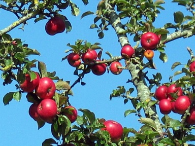 Pommes sur les branches d'un pommier et ciel bleu