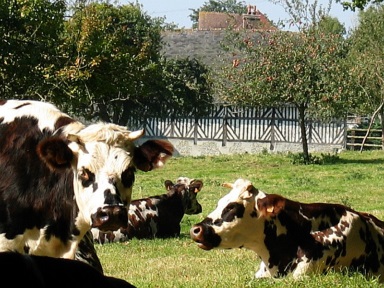Vaches au repos dans le Pays d'Auge
