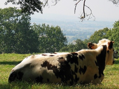 Vache Normande au repos scrutant un beau paysage