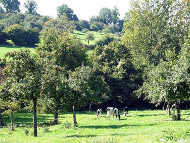 Paysage de Normandie vaches sous les pommiers